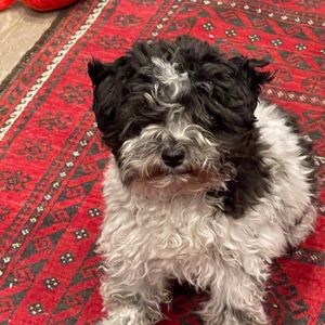 Meet your Posher, Barbara